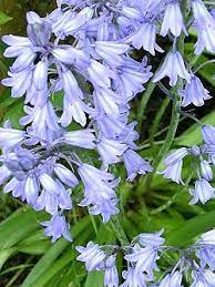 Order now & save on fall bulbs sure to delight year after year. Scilla Pflege Der Pflanze Pflanzenfreunde Com