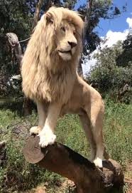 The mane and tail tuft remain a paler shade. Incredible Pictures Of Rare White Lion S Mane Send Internet Wild With Some Comparing Its Flowing Locks To Ellie Goulding And Beyonce S Hair Dos