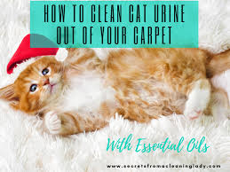 Using many different products such as baking soda, vinegar, or enzyme cleaners, you can get rid of cat urine odors. How To Clean Cat Urine Out Of Your Carpet With Essential Oils Secrets From A Cleaning Lady