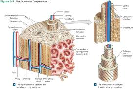 Clavicle and scapula quiz (anatomy). Pin By Amy Schrader On A P Anatomy Bones Skeletal System Anatomy Bones