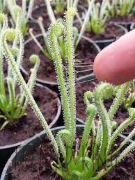 Image result for Drosera