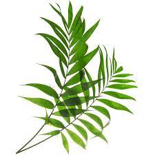Tropical Leaf Print Green Palm Art Palm Art Palm Leaves Art Photo 22 Ils Liked On Polyvore Featur Tropical Leaf Print Tropical Leaves Leaf Wall Art