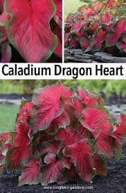 Caladium Dragon Heart Gets More Beautiful As The Summer Progresses Dragon Garden Caladium Elephant Ears Garden
