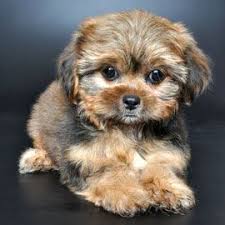 Newer Breeds Via Justpuppies Shorkie Sarahmarieopal