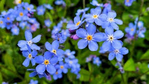 27933907 itt a videóletöltés ideje! The Five Most Romantic Flowers For Valentine S Day