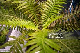 Image result for Blechnaceae