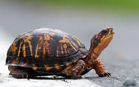 maryland biodiversity project eastern box turtle