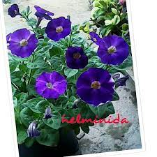 Masih Cinta Yang Sama Petunia Ungu Yang Lucu Petuniacantik Bungapetunia Petuniaku Petunialovers Petunia Di 2020 Bunga Petunia Ungu Lucu