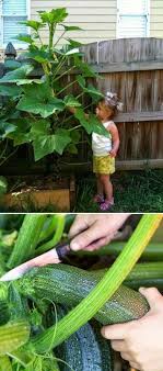 Why do you need to grow zucchini in a pot? Pin On From The Garden To The Table Recipes For Life