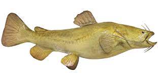 2021 sales seafood quality dried smoked catfish/buy smoked spicy oven dried catfish for sale/clean dried smoked catfish price. Flathead Catfish Fish Mount Mounted Fish Fish Trophy