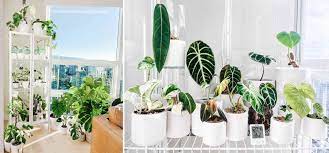 Keep that in mind when placing your plants in the cabinet. Ikea Cabinet Greenhouse Hacks Are The Plant Trend You Need To Know About