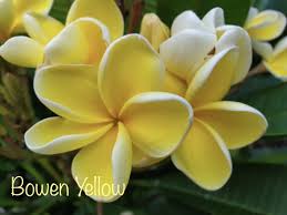 Pin By Kseniya On Just Frangipanis In 2020 Frangipani Plumeria Flowers