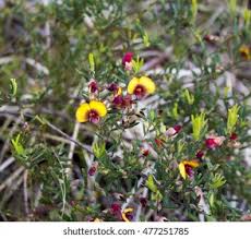 Image result for Acacia eriocarpa
