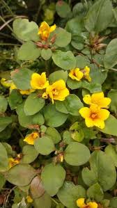 Image result for Lysimachia angustiloba