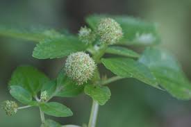 Image result for Lecanthus