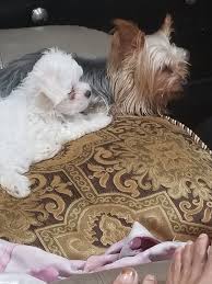Yorkshire terriers for sale in longview, tx we have listings of the yorkshire terriers for sale in longview, tx, including yorkie dogs for adoption. Yorkshire Terrier Puppies For Sale Longview Tx 326517