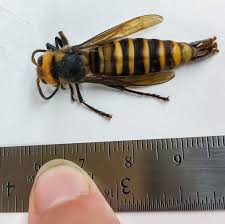 Some species can reach up to 5.5 cm (2.2 in) in length. What S The Buzz On So Called Murder Hornets Coming To South Florida
