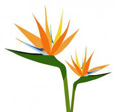 Bird Of Paradise Flower Google Search Birds Of Paradise Flower Flower Silhouette Birds Of Paradise