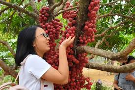 Gọi tên là canh đắng bởi canh nấu từ lá đắng hay còn gọi là lá mật vịt. 5 Ä'áº·c Sáº£n Phu Yen Lam Qua Ná»•i Tiáº¿ng Khiáº¿n Du Khach Quen Cáº£ Lá»'i V