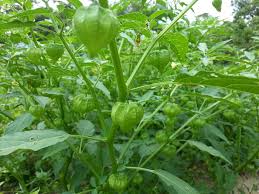 #hangmhadi #pokokletupletupkelambu #ytxploitjadikan dirimu bagai pohon yg rendang,dimana insan lain dapat berteduh.jangan jadi seperti pohon kering. Pemborong Herba Letup Letup Kelambu Facebook