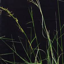 Image result for Hyparrhenia pilgeriana