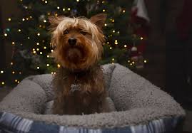 Profile for KrzyzakRed Photo's