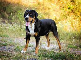Sennenhunds, called swiss mountain dogs or swiss cattle dogs in english, are a type of dog originating in the swiss alps. Grosser Schweizer Sennenhund Im Rasseportrait Tieranzeigen Com