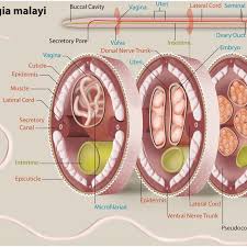 Female were 43.6% and male 56.4%. Anatomy Of Adult Female B Malayi Tissues And Structures Dissected For Download Scientific Diagram