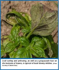 Some of the leaves have started to turn yellow, including some new. Basil Downy Mildew Wisconsin Horticulture
