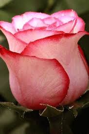 Most beautiful flowers name list. Gifs Hermosos Flores Encontradas En La Web In 2021 Beautiful Flower Names Most Beautiful Flowers Beautiful Flowers Pictures