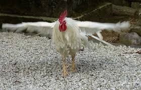 Roosters anticipate sunrise to get a head start on their daily hunt for food and defense of territory. Why Do Roosters Crow