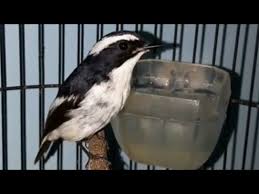 Jenis burung decu kembang, cara merawat decu kembang, daftar harga burung decu kembang terbaru, cara mengobati decu kembang, pakan terbaik decu kembang agar cepat gacor. Kicau Burung Sikatan Belang Decu Kembang Youtube