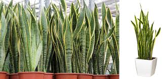 Butun bitkileri oldurmeyi becerebilirsiniz ama bunu asla olduremezsiniz. Sansevieria Bakimi