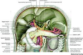 It is involved in the production of hormones (insulin, glucagon, and somatostatin). Late Effects Of Radiation Treatment In The Pancreas Radiology Key