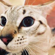 The majority of kittens are born with blue eyes. Blue Eyed Snow Bengal Milo Cats