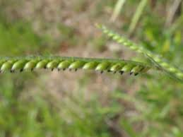 Image result for Urochloa eminii
