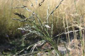 Image result for Eragrostis curvula