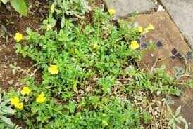 メカルドニア モンフレール…おすすめグランドカバー - ナチュラリスティックガーデニングに挑戦