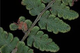 Image result for Woodsiaceae