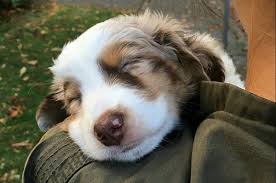 The australian shepherd was first bred in the united states. 17 Reasons Australian Shepherds Are The Worst Possible Breed Of Dog You Could Adopt