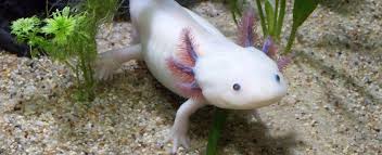 Hopefully we build some awesome stuff. What Makes An Axolotl So Super Museum Of Science Boston