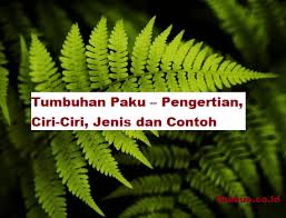 Tumbuhan Paku Pengertian Ciri Ciri Jenis Dan Contoh