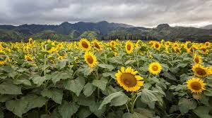 This Story Behind Flower Fields Near Me Will Haunt You Forever Flower Fields Near Me Https Sunflower Fields Sunflower Field Near Me Carlsbad Flower Fields