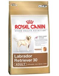 Image result for labrador retrívr