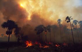 Jan 28, 2019 · orman yangın i̇hbar acil numarası nedir? June Records The Highest Number Of Fires In The Last 13 Years In Brazilian Amazon Wwf Brasil
