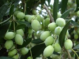 Bilgi verirseniz çok memnun olurum. Koroneiki Bodur Zeytin Fidani Fidandeposu Com