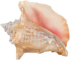 Its effects can be enhanced by clearing enough encounters with the keepsake equipped. Amazon Com Conch Sea Shell Garden Quality 6 8 Conch Shell Imperfect Conch Sea Shell Plus Free Nautical Ebook By Joseph Rains Home Kitchen