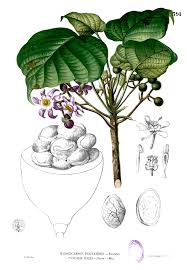 Image result for Buchnerodendron