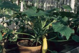 Vegetable garden container ideas can be productive and beautiful, with statement foliage used to make a dramatic centerpiece. Making Herb And Vegetable Containers Successful Container Gardens University Of Illinois Extension