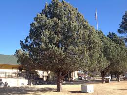 Image result for Cupressus arizonica